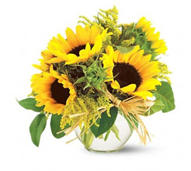 Teleflora Sassy Sunflowers