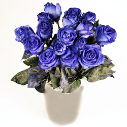 Medium blue roses (dozen)